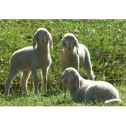 П’ятимісячні вівці Німецький меринос