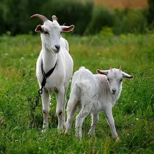 Племінні кози